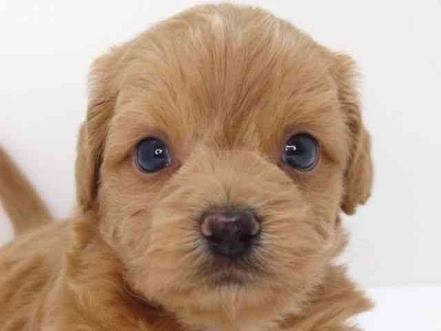 大阪府のハーフ犬・ミックス犬 (ひごペットフレンドリーいこらもーる泉佐野店/2025年5月10日生まれ/男の子/クリーム)の子犬の1枚目の画像