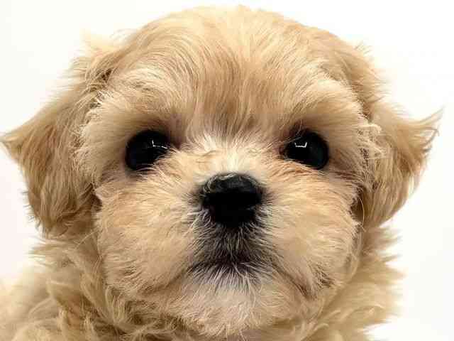 大阪府のハーフ犬・ミックス犬 (ひごペットフレンドリーみのおキューズモール店/2025年5月10日生まれ/女の子/クリーム)の子犬の1枚目の画像