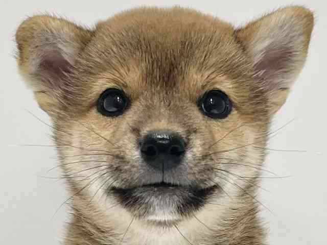 高知県の柴犬(標準サイズ) (ひごペットフレンドリーイオンモール高知店/2025年5月13日生まれ/女の子/赤)の子犬の1枚目の画像