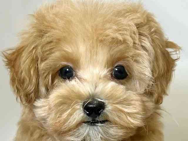 和歌山県のハーフ犬・ミックス犬 (ひごペットフレンドリーパームシティ和歌山店/2025年5月12日生まれ/男の子/クリーム)の子犬の1枚目の画像