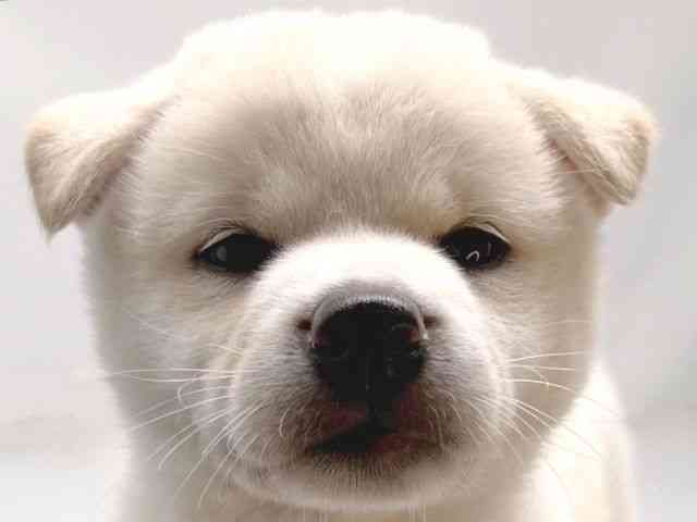京都府の柴犬(標準サイズ) (ひごペットフレンドリー洛北阪急スクエア店/2025年5月7日生まれ/女の子/白)の子犬の1枚目の画像