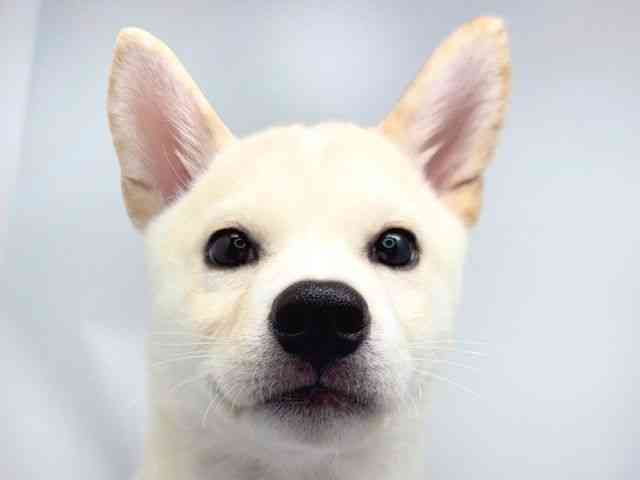 京都府の柴犬(標準サイズ) (ひごペットフレンドリー洛北阪急スクエア店/2025年5月7日生まれ/女の子/白)の子犬の1枚目の画像