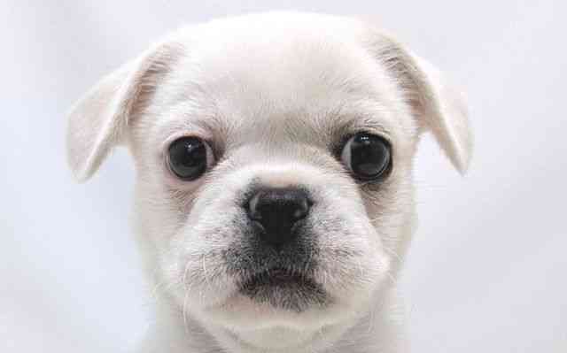 2025年5月18日生まれのハーフ犬・ミックス犬