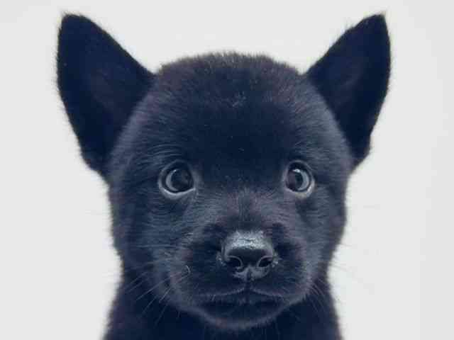 広島県の甲斐犬 (ひごペットフレンドリーフジグラン神辺店/2025年5月20日生まれ/男の子/黒虎)の子犬の1枚目の画像