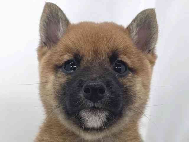兵庫県の柴犬(標準サイズ) (ひごペットフレンドリーイオンタウン加古川店/2025年5月22日生まれ/女の子/赤)の子犬の1枚目の画像