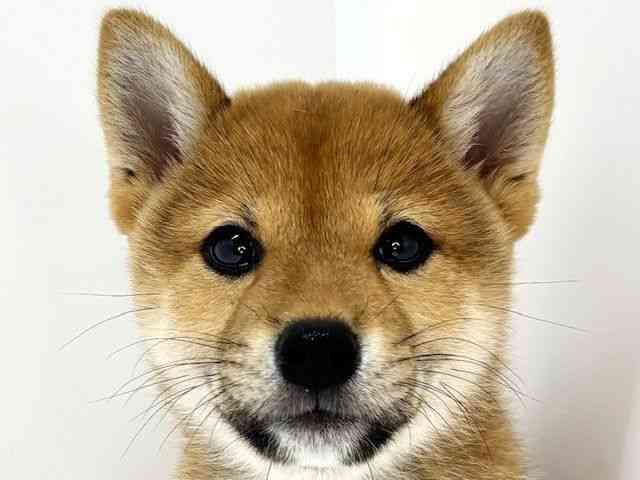 大阪府の柴犬(標準サイズ) (ひごペットフレンドリーいこらもーる泉佐野店/2025年5月24日生まれ/女の子/赤)の子犬の1枚目の画像