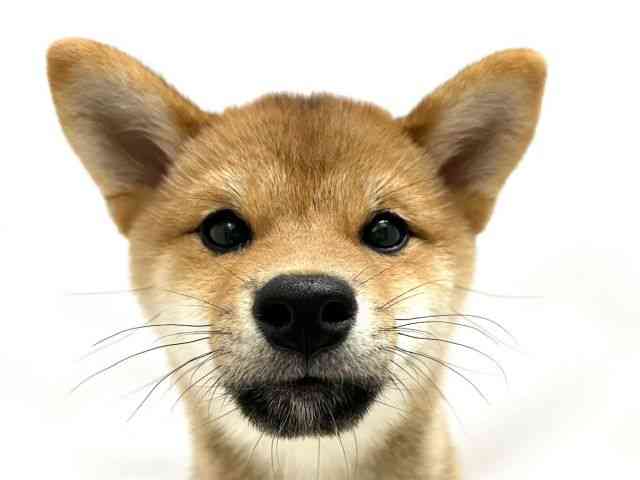 広島県の柴犬(標準サイズ) (ひごペットフレンドリーゆめタウン廿日市店/2025年5月23日生まれ/男の子/赤)の子犬の1枚目の画像