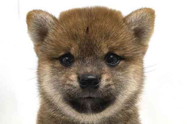 広島県の柴犬(標準サイズ) (ひごペットフレンドリーゆめタウン廿日市店/2025年5月23日生まれ/男の子/赤)の子犬の1枚目の画像