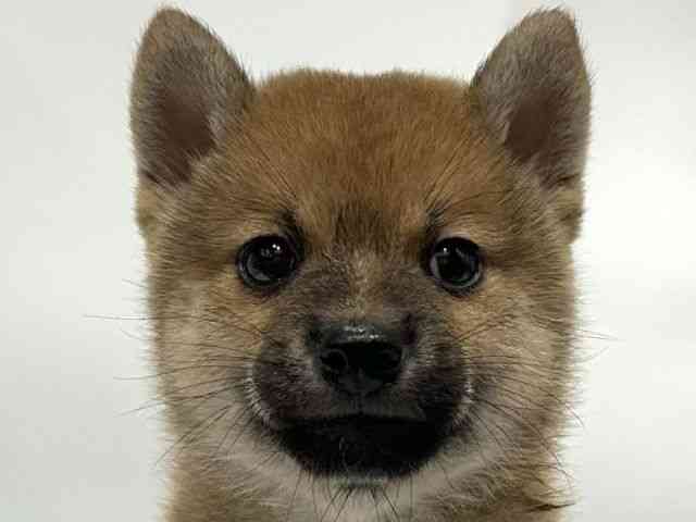 愛知県の柴犬(標準サイズ) (ひごペットフレンドリーヴィアモール アピタ江南西店/2025年5月31日生まれ/男の子/赤)の子犬の1枚目の画像
