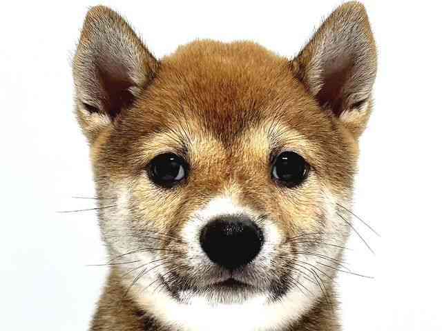 奈良県の柴犬(標準サイズ) (ひごペットフレンドリー奈良パワーシティ店/2025年6月1日生まれ/女の子/赤)の子犬の1枚目の画像