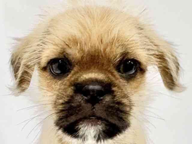 大阪府のハーフ犬・ミックス犬 (ひごペットフレンドリーイオンタウン茨木太田店/2025年5月31日生まれ/男の子/フォーン)の子犬の1枚目の画像