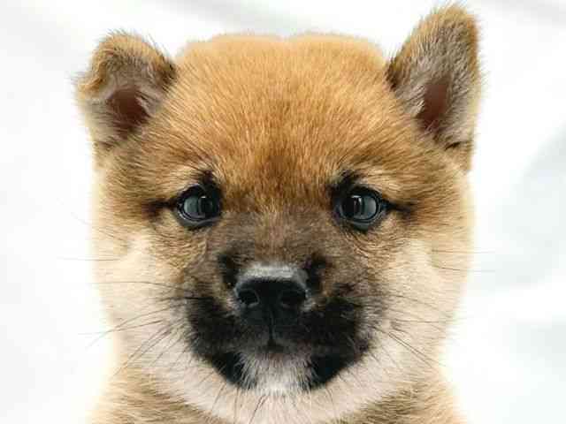 大阪府の柴犬(標準サイズ) (ひごペットフレンドリーイトーヨーカドー津久野店/2025年6月3日生まれ/男の子/赤)の子犬の1枚目の画像