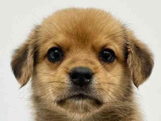 大阪府のハーフ犬・ミックス犬 (ひごペットフレンドリーイオンタウン茨木太田店/2025年6月3日生まれ/男の子/フォーン)の子犬の1枚目の画像