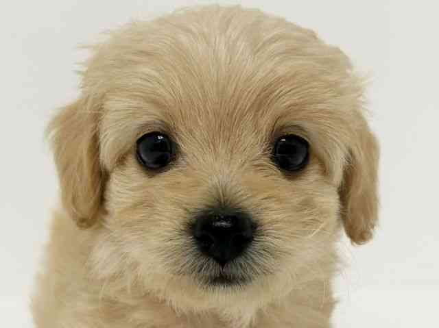 愛知県のハーフ犬・ミックス犬 (ひごペットフレンドリーイトーヨーカドー知多店/2025年6月2日生まれ/女の子/クリーム)の子犬の1枚目の画像