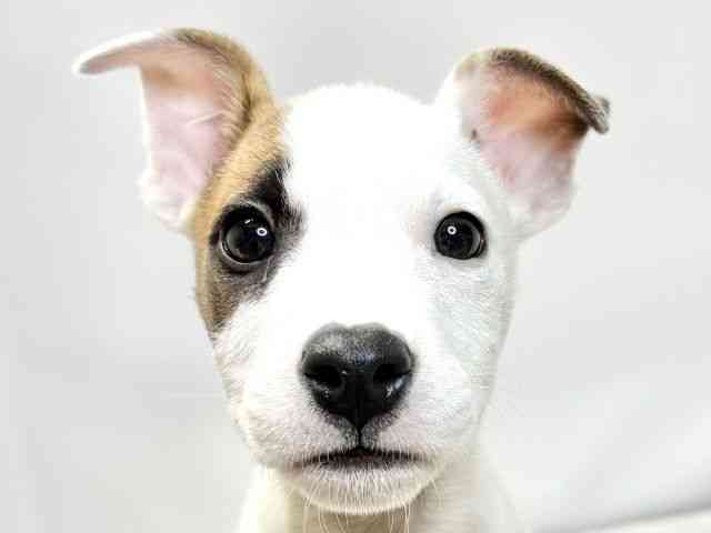 愛媛県のハーフ犬・ミックス犬 (ひごペットフレンドリーイオンモール今治新都市店/2025年5月30日生まれ/女の子/レッドホワイト)の子犬の1枚目の画像