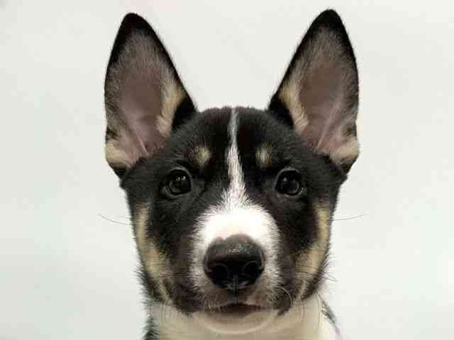 愛知県のハーフ犬・ミックス犬 (ひごペットフレンドリーヴィアモール アピタ江南西店/2025年6月7日生まれ/男の子/ブラックタンホワイト)の子犬の1枚目の画像