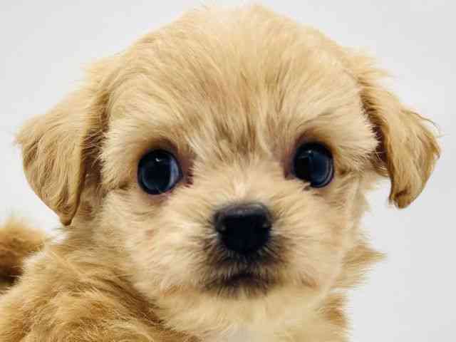 兵庫県のハーフ犬・ミックス犬 (ひごペットフレンドリークラウンパーク伊丹店/2025年5月29日生まれ/男の子/クリーム)の子犬の1枚目の画像