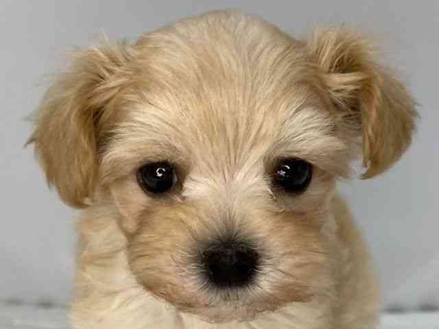 島根県のハーフ犬・ミックス犬 (ひごペットフレンドリーイオンモール出雲店/2025年6月6日生まれ/女の子/クリーム)の子犬の1枚目の画像