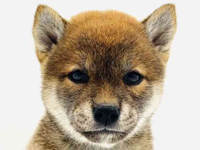 兵庫県の柴犬(標準サイズ) (ひごペットフレンドリークラウンパーク伊丹店/2025年6月6日生まれ/女の子/赤)の子犬の1枚目の画像