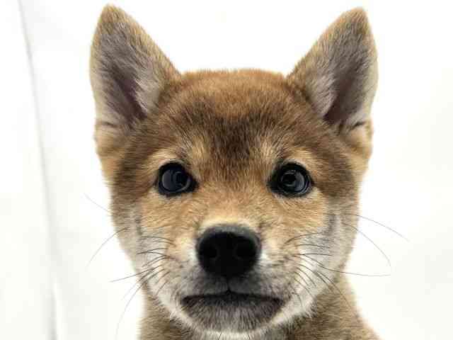 兵庫県の柴犬(標準サイズ) (ひごペットフレンドリークラウンパーク伊丹店/2025年6月6日生まれ/女の子/赤)の子犬の1枚目の画像