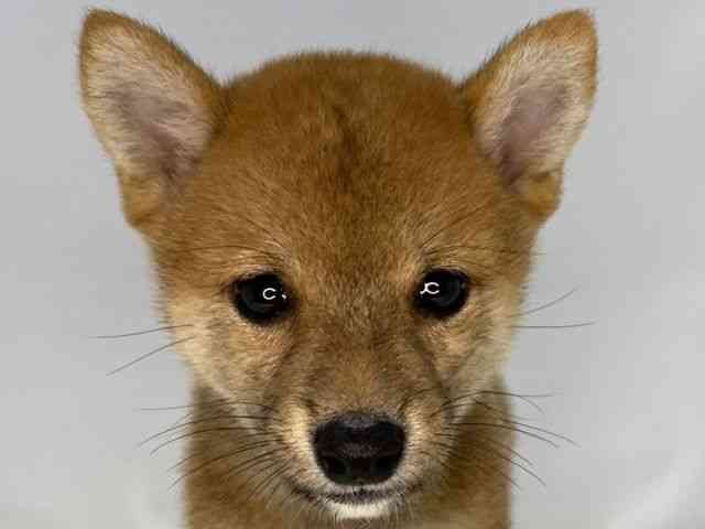 島根県の柴犬(標準サイズ) (ひごペットフレンドリーイオンモール出雲店/2025年6月8日生まれ/男の子/赤)の子犬の1枚目の画像