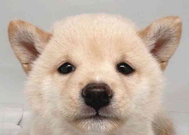 鳥取県の柴犬(標準サイズ) (ひごペットフレンドリーイオンモール鳥取北店/2025年6月8日生まれ/女の子/白)の子犬