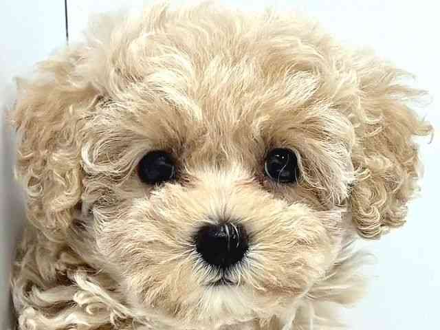 奈良県のハーフ犬・ミックス犬 (ひごペットフレンドリー奈良パワーシティ店/2025年6月11日生まれ/女の子/アプリコット)の子犬の1枚目の画像