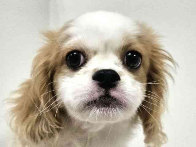 愛知県のハーフ犬・ミックス犬 (ひごペットフレンドリーイトーヨーカドー知多店/2025年6月11日生まれ/男の子/ホワイトレッド)の子犬の1枚目の画像