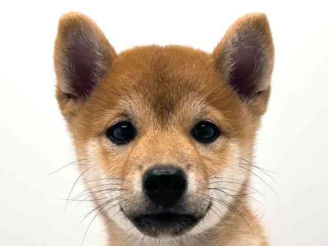 奈良県の柴犬(標準サイズ) (ひごペットフレンドリー田原本店/2025年6月13日生まれ/女の子/赤)の子犬の1枚目の画像