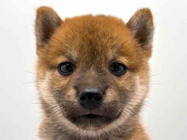 奈良県の柴犬(標準サイズ) (ひごペットフレンドリー田原本店/2025年6月13日生まれ/女の子/赤)の子犬の1枚目の画像
