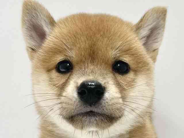 高知県の柴犬(標準サイズ) (ひごペットフレンドリーイオンモール高知店/2025年6月13日生まれ/男の子/赤)の子犬の1枚目の画像