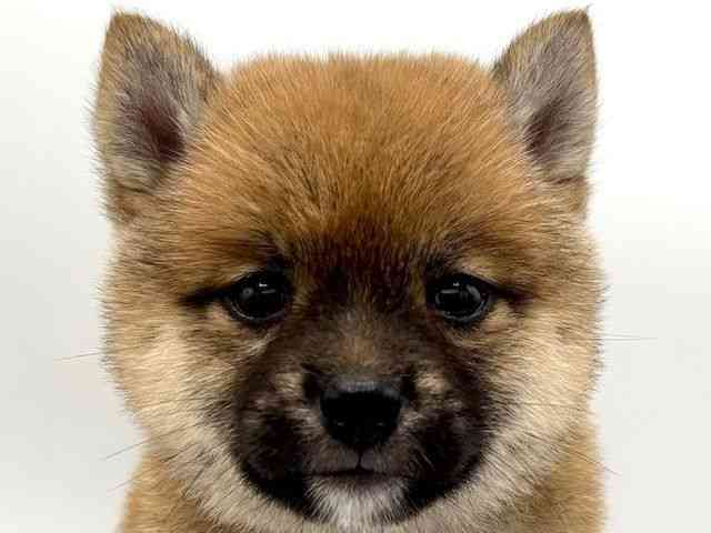 大阪府の柴犬(標準サイズ) (ひごペットフレンドリーららぽーとEXPOCITY店/2025年6月13日生まれ/女の子/赤)の子犬の1枚目の画像