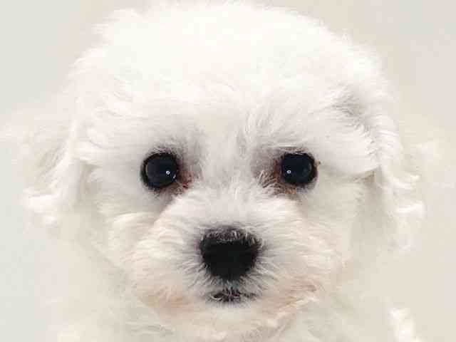 兵庫県のハーフ犬・ミックス犬 (ひごペットフレンドリーイトーヨーカドー明石店/2025年6月15日生まれ/男の子/ホワイト)の子犬