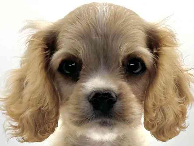 愛知県のハーフ犬・ミックス犬 (ひごペットフレンドリープライムツリー赤池店/2025年6月15日生まれ/女の子/クリーム)の子犬の1枚目の画像