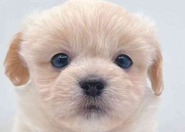 島根県のハーフ犬・ミックス犬 (ひごペットフレンドリーイオン松江ショッピングセンター店/2025年6月13日生まれ/女の子/クリーム)の子犬