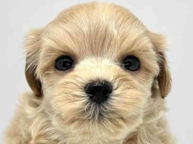 大阪府のハーフ犬・ミックス犬 (ひごペットフレンドリーセブンパーク天美店/2025年6月15日生まれ/男の子/クリーム)の子犬