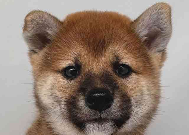 鳥取県の柴犬(標準サイズ) (ひごペットフレンドリーイオンモール鳥取北店/2025年6月11日生まれ/男の子/赤)の子犬