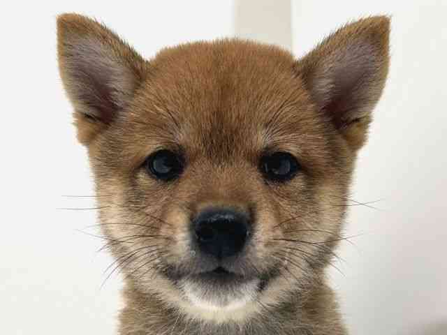 奈良県の柴犬(標準サイズ) (ひごペットフレンドリーイオンモール橿原ウエストビレッジ店/2025年6月16日生まれ/男の子/赤)の子犬の1枚目の画像