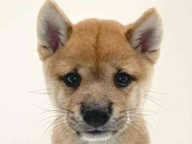 兵庫県の柴犬(標準サイズ) (ひごペットフレンドリーイトーヨーカドー明石店/2025年6月15日生まれ/男の子/赤)の子犬