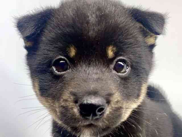 徳島県の柴犬(標準サイズ) (ひごペットフレンドリーゆめタウン徳島店/2025年6月15日生まれ/男の子/黒)の子犬の1枚目の画像
