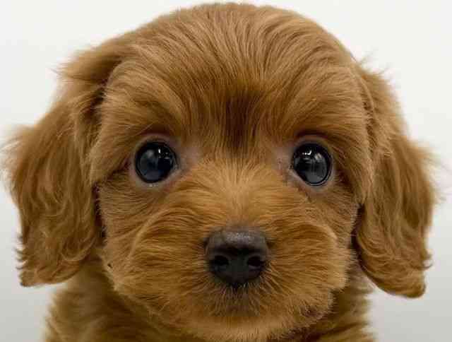 大阪府のハーフ犬・ミックス犬 (ひごペットフレンドリーららぽーとEXPOCITY店/2025年6月13日生まれ/女の子/レッド)の子犬
