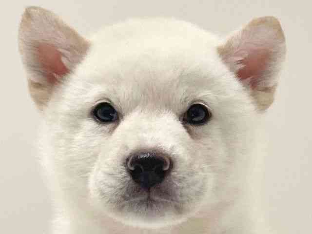 兵庫県の柴犬(標準サイズ) (ひごペットフレンドリーイトーヨーカドー明石店/2025年6月18日生まれ/男の子/白)の子犬