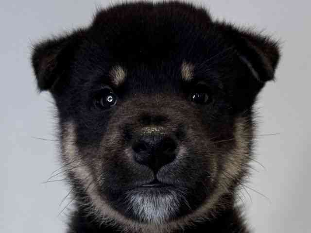 島根県の柴犬(標準サイズ) (ひごペットフレンドリーイオンモール出雲店/2025年6月18日生まれ/男の子/黒)の子犬
