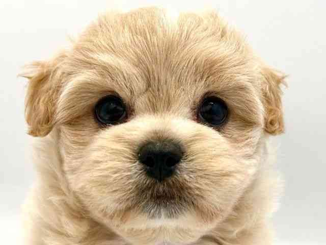 京都府のハーフ犬・ミックス犬 (ひごペットフレンドリー京都店/2025年6月19日生まれ/男の子/クリーム)の子犬の1枚目の画像