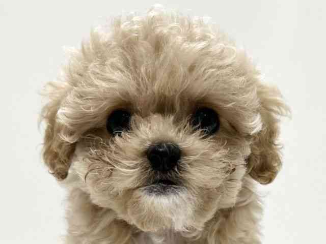 愛知県のハーフ犬・ミックス犬 (ひごペットフレンドリーららぽーと名古屋みなとアクルス店/2025年6月16日生まれ/女の子/クリーム)の子犬の1枚目の画像