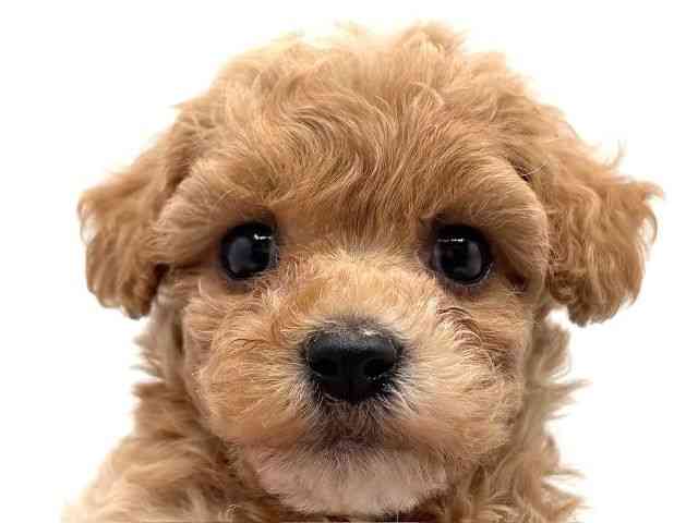 大阪府のハーフ犬・ミックス犬 (ひごペットフレンドリーみのおキューズモール店/2025年6月21日生まれ/男の子/アプリコット)の子犬の1枚目の画像