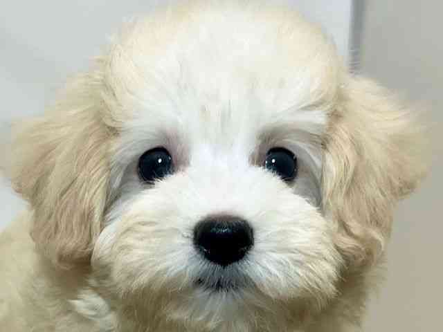 和歌山県のハーフ犬・ミックス犬 (ひごペットフレンドリーパームシティ和歌山店/2025年6月22日生まれ/女の子/クリーム)の子犬の1枚目の画像