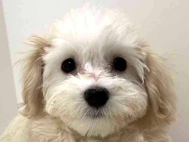 奈良県のハーフ犬・ミックス犬 (ひごペットフレンドリーイオンモール橿原ウエストビレッジ店/2025年6月22日生まれ/女の子/クリーム)の子犬の1枚目の画像