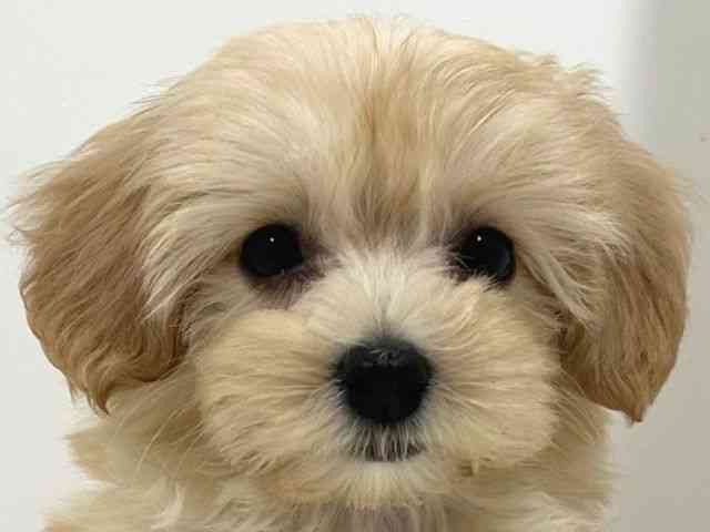 奈良県のハーフ犬・ミックス犬 (ひごペットフレンドリーイオンモール橿原ウエストビレッジ店/2025年6月5日生まれ/男の子/クリーム)の子犬の1枚目の画像