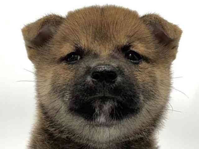 愛知県の柴犬(標準サイズ) (ひごペットフレンドリーヴィアモール アピタ江南西店/2025年6月21日生まれ/男の子/赤)の子犬の1枚目の画像